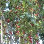 Zuil meidoorn (Crataegus monogyna 'Stricta') bessen